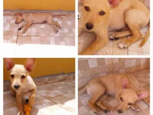 Cachorro raça Vira lata idade 2 a 6 meses nome Dolly