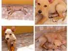 Cachorro raça Vira lata idade 2 a 6 meses nome Dolly