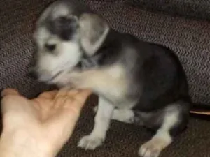 Cachorro raça Vira lata idade Abaixo de 2 meses nome Ainda nao tem