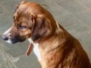 Cachorro raça Vira lata idade 1 ano nome Luna