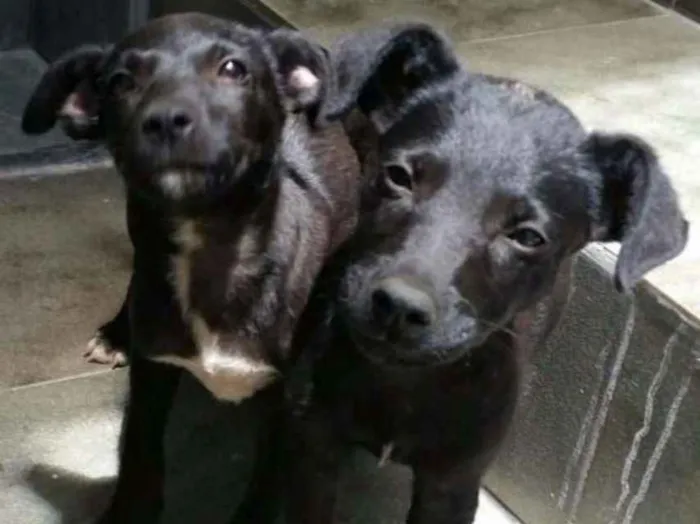 Cachorro ra a SRD idade 2 a 6 meses nome Sem nome