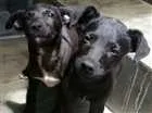 Cachorro raça SRD idade 2 a 6 meses nome Sem nome