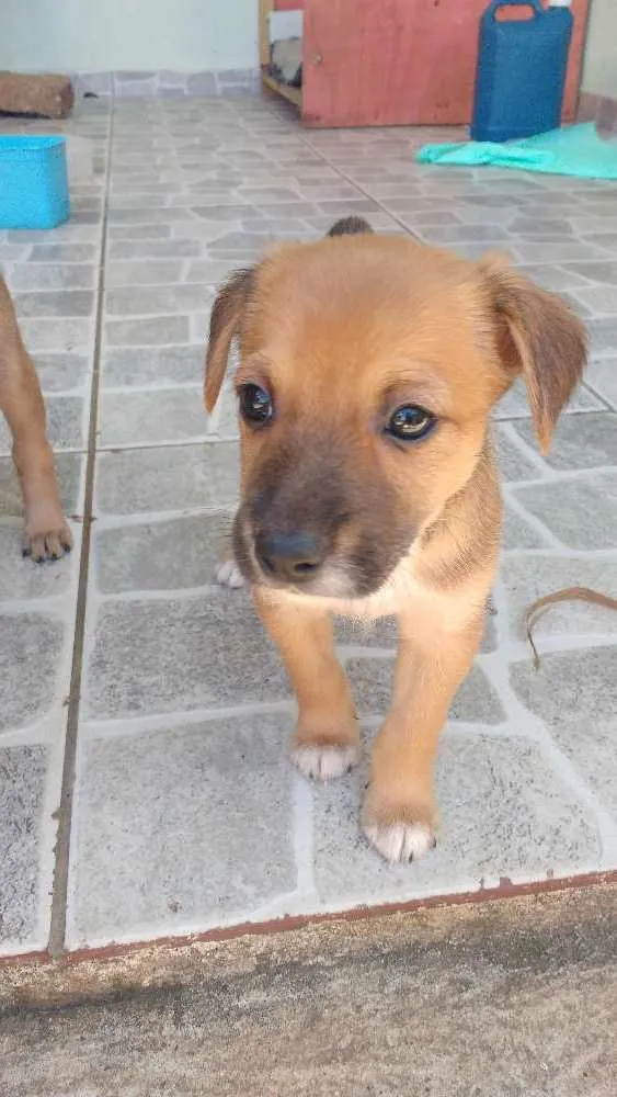 Cachorro ra a Vira lata idade Abaixo de 2 meses nome Ainda não tem nome 