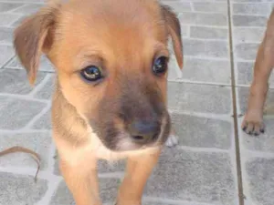 Cachorro raça Vira lata idade Abaixo de 2 meses nome Ainda não tem nome 
