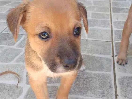 Cachorro ra a Vira lata idade Abaixo de 2 meses nome Ainda não tem nome 