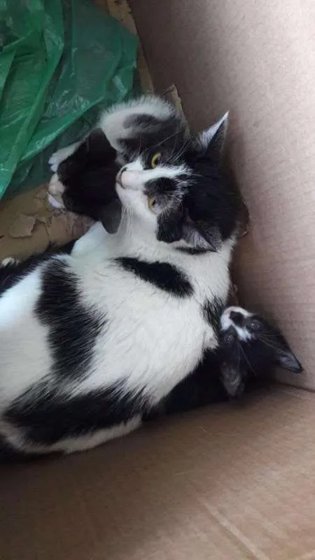 Gato ra a sem raça idade 2 a 6 meses nome Coração
