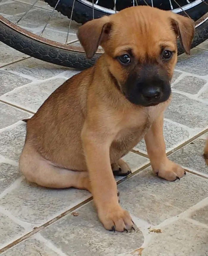 Cachorro ra a Vira lata  idade Abaixo de 2 meses nome Ainda não tem um nom