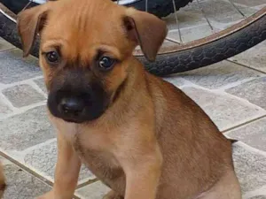 Cachorro raça Vira lata  idade Abaixo de 2 meses nome Ainda não tem um nom