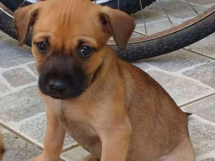 Cachorro ra a Vira lata  idade Abaixo de 2 meses nome Ainda não tem um nom