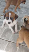 Stella