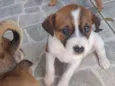 Stella