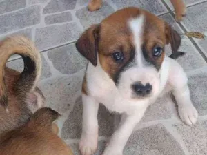 Cachorro raça Vira lata idade Abaixo de 2 meses nome Stella