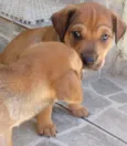 Gordo
