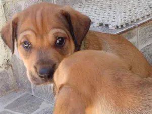 Cachorro raça Vira lata idade Abaixo de 2 meses nome Gordo