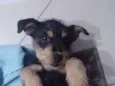 Bel