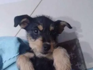 Cachorro raça Vira lata idade 2 a 6 meses nome Bel