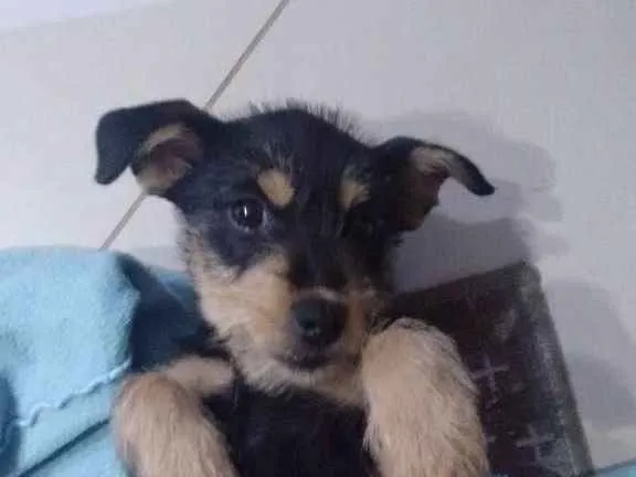 Cachorro ra a Vira lata idade 2 a 6 meses nome Bel