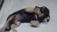 Bel