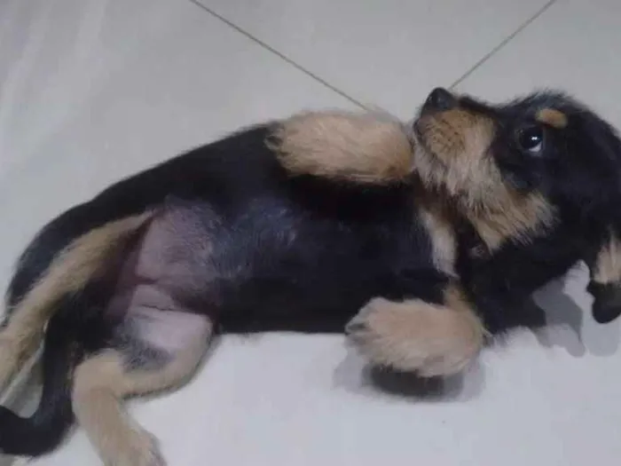 Cachorro ra a Vira lata idade 2 a 6 meses nome Bel