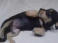 Bel