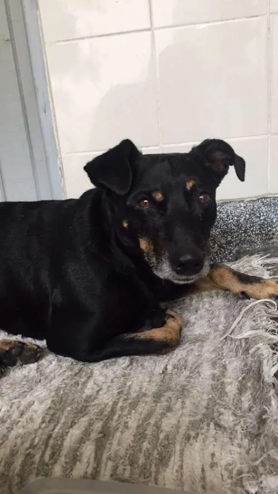 Cachorro ra a SRD idade 3 anos nome ZÉ
