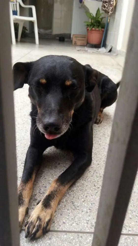 Cachorro ra a SRD idade 3 anos nome ZÉ