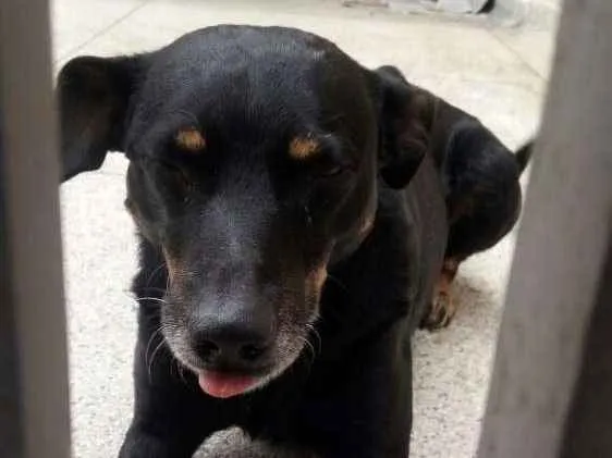 Cachorro ra a SRD idade 3 anos nome ZÉ