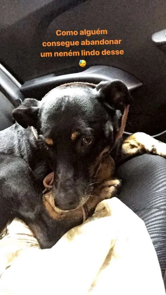 Cachorro ra a SRD idade 3 anos nome ZÉ