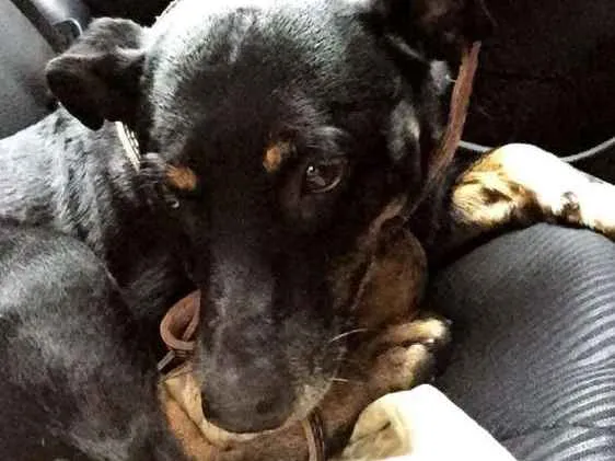 Cachorro ra a SRD idade 3 anos nome ZÉ