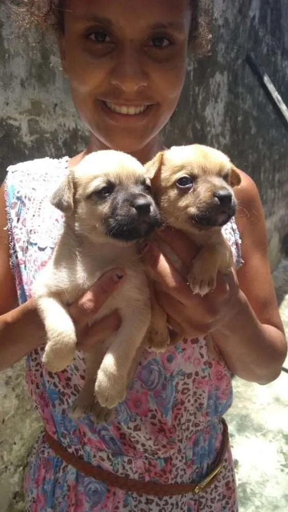 Cachorro raça Vira lata idade Abaixo de 2 meses nome Piratinha