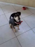 cacau