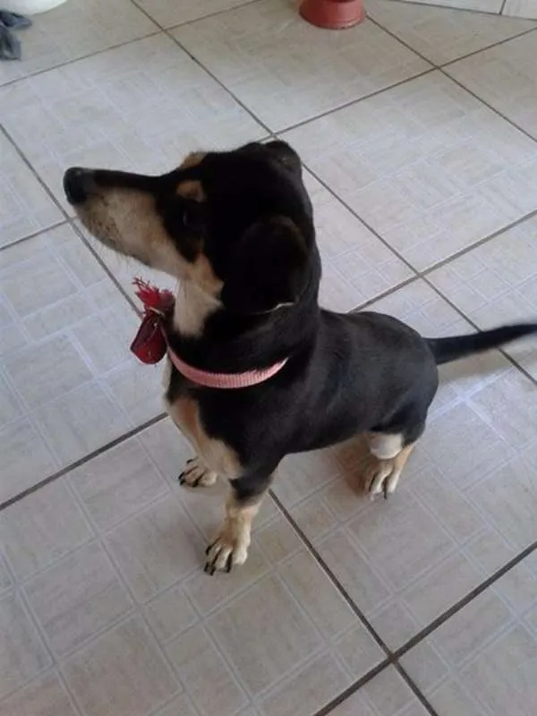 Cachorro ra a misturada idade 1 ano nome cacau