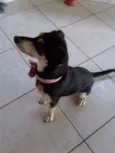 cacau