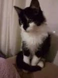 Bolinha