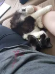 Bolinha