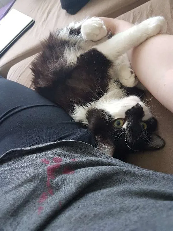 Gato ra a sem raça definida idade 7 a 11 meses nome Bolinha