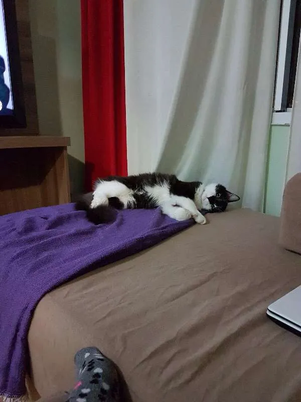 Gato ra a sem raça definida idade 7 a 11 meses nome Bolinha