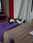 Bolinha