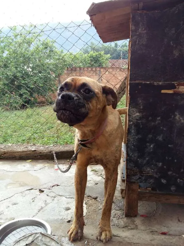 Cachorro raça BOXER idade 1 ano nome AKIRA