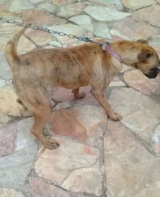 Cachorro raça BOXER idade 1 ano nome AKIRA