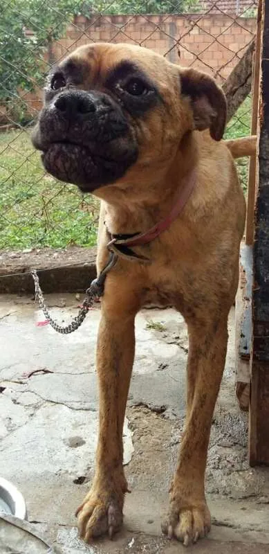 Cachorro raça BOXER idade 1 ano nome AKIRA