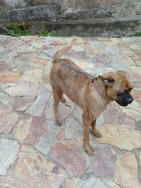 Cachorro raça BOXER idade 1 ano nome AKIRA