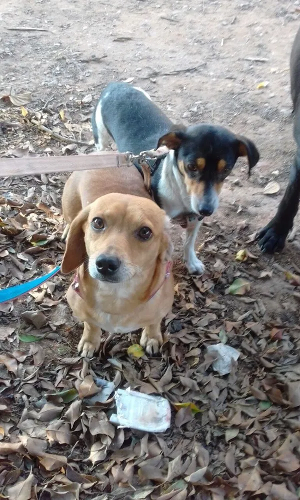 Cachorro ra a Mix de Basset e Srd idade 1 ano nome Kiara e Kira 