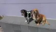 Kiara e Kira 