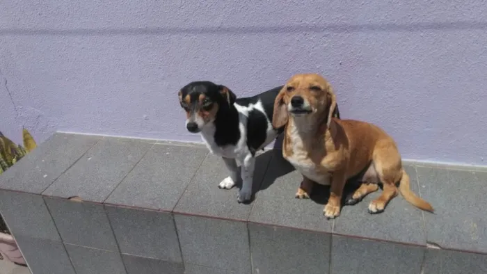 Cachorro ra a Mix de Basset e Srd idade 1 ano nome Kiara e Kira 