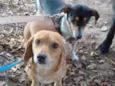 Kiara e Kira 
