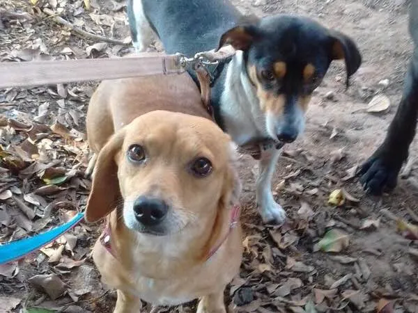 Cachorro ra a Mix de Basset e Srd idade 1 ano nome Kiara e Kira 