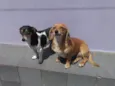 Kiara e Kira 