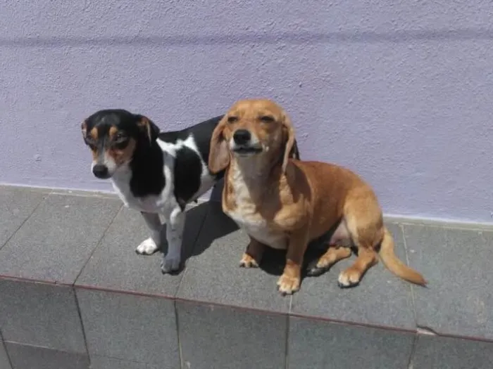 Cachorro ra a Mix de Basset e Srd idade 1 ano nome Kiara e Kira 