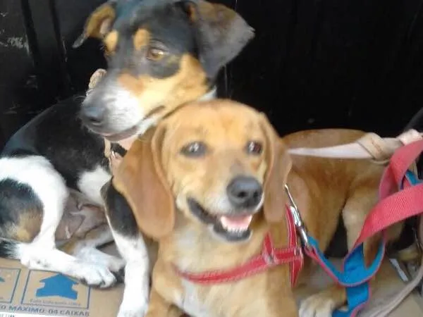 Cachorro ra a Mix de Basset e Srd idade 1 ano nome Kiara e Kira 